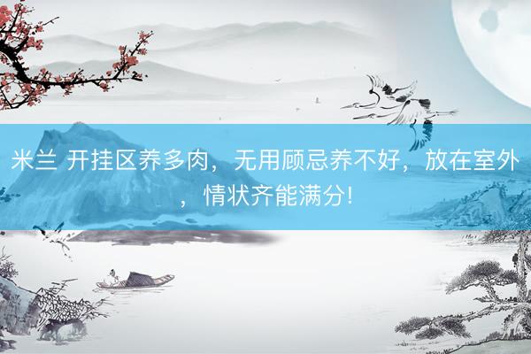 米兰 开挂区养多肉，无用顾忌养不好，放在室外，情状齐能满分!
